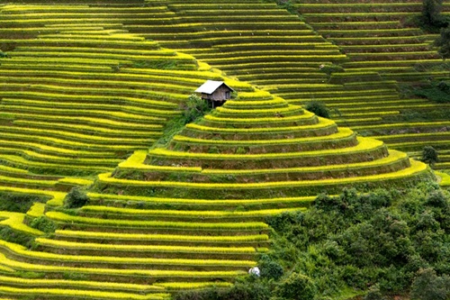 ruộng bậc thang Mù Cang Chải